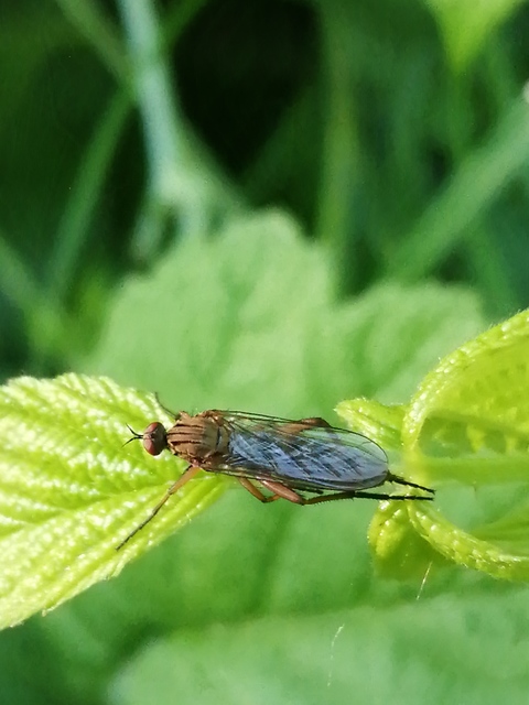 Empis