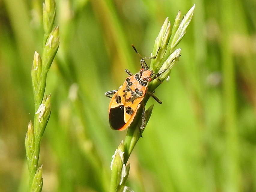 Corizus hyoscyami - piros karimáspoloska