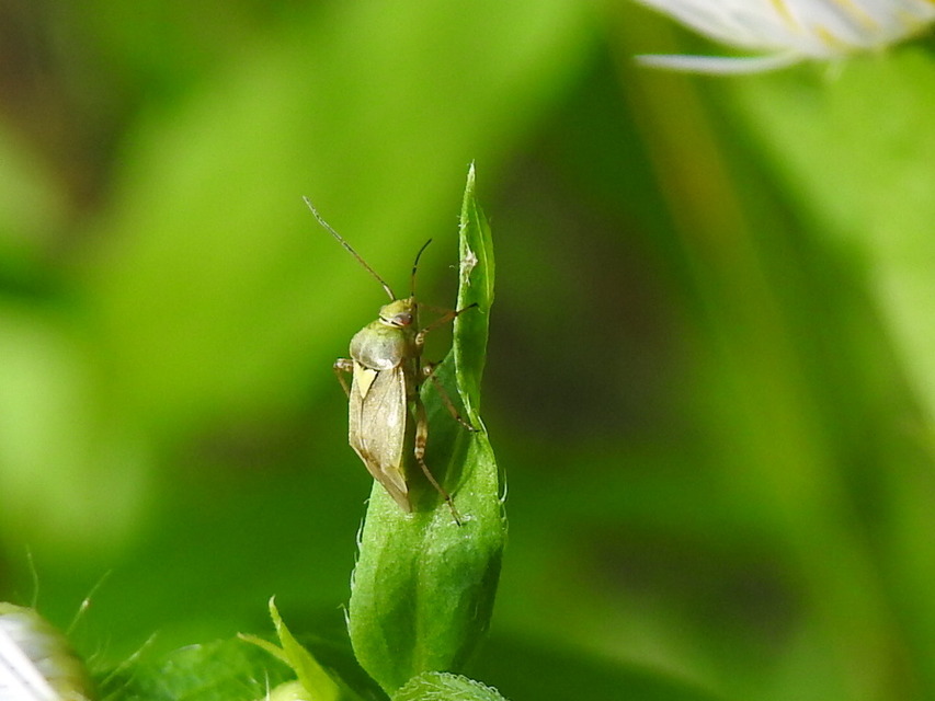 Lygus rugulipennis - molyhos mezeipoloska