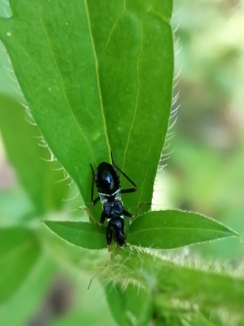 Himacerus mirmicoides - csalán-tolvajpoloska