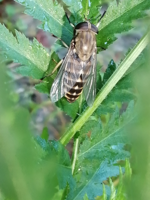 Tabanus