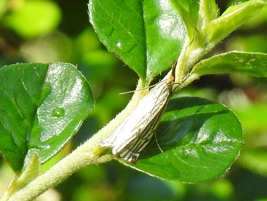 Chrysocramboides craterella - rácsos fűgyökérmoly
