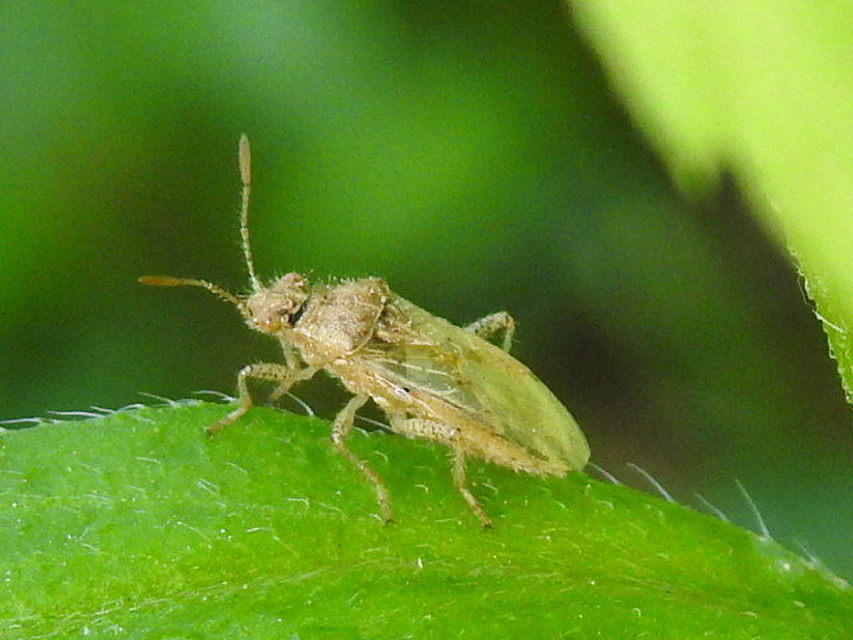 Rhopalus parumpunctatus - közönséges üvegszárnyú-poloska
