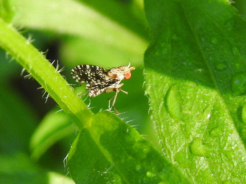 Trypetoptera punctulata - pirosszemű szarvaslégy