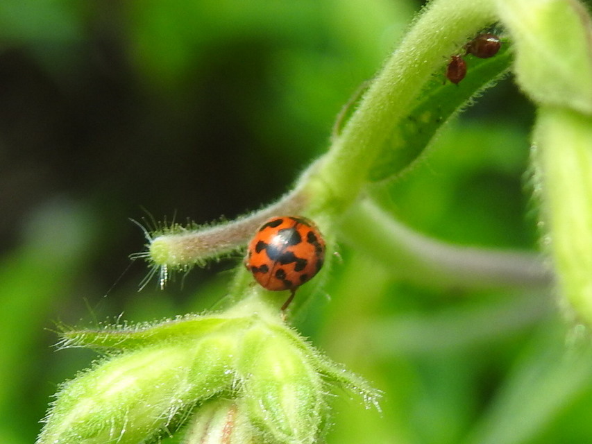 Subcoccinella vigintiquatuorpunctata - lucernaböde