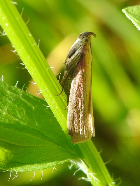Oncocera semirubella - lucernamoly