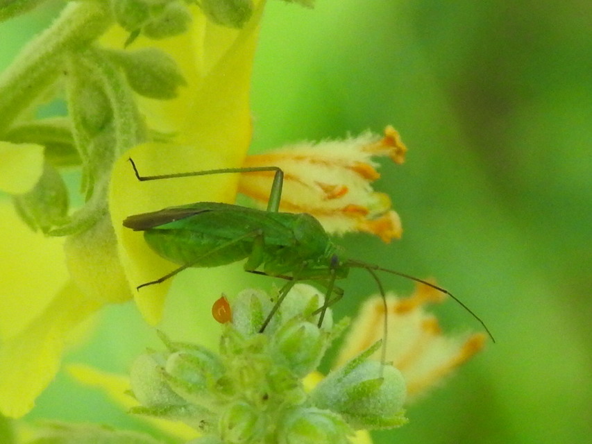 Calocoris affinis