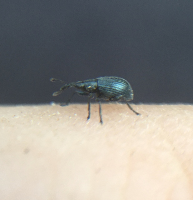 Ischnopterapion virens - lóheregyökér-cickányormányos