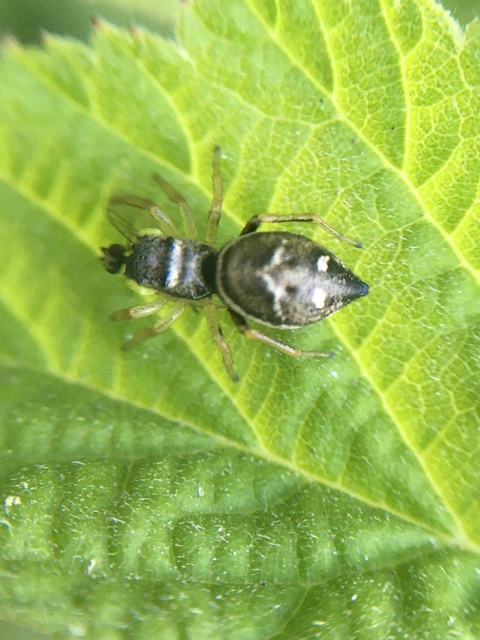 Heliophanus