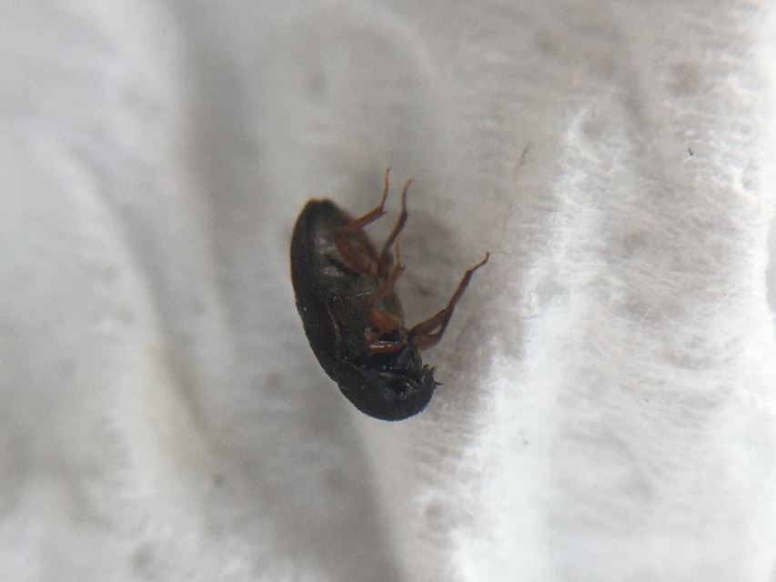 Attagenus