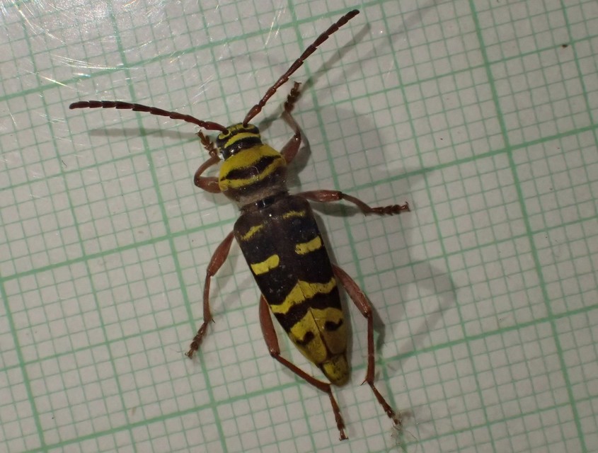 Plagionotus detritus - sárgafarú darázscincér