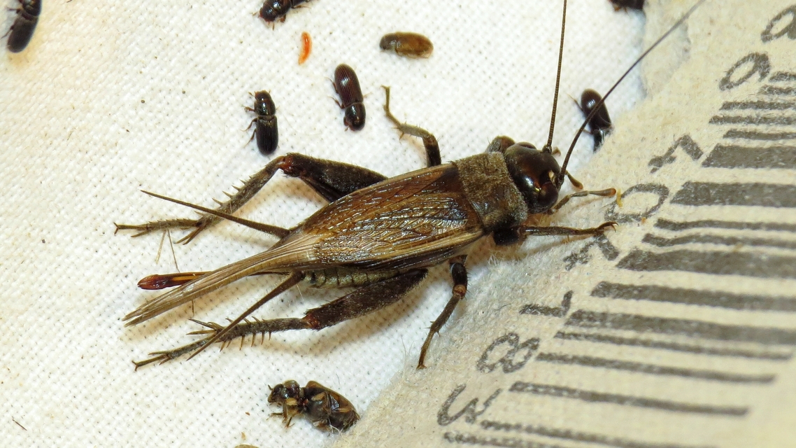 Eumodicogryllus bordigalensis - bordói tücsök