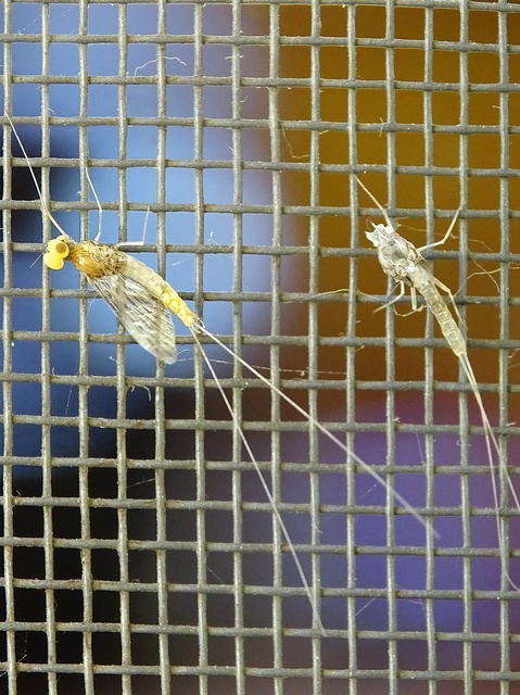 Ephemeroptera - Kérészek