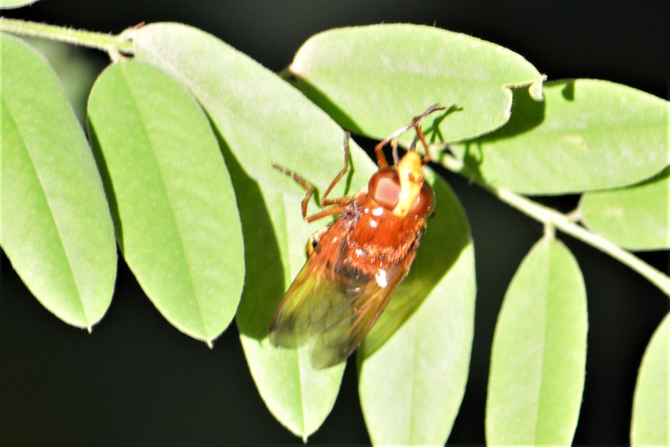Volucella zonaria - kétöves pihelégy