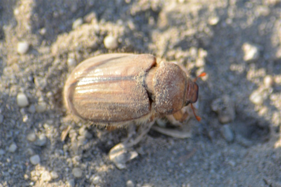 Amphimallon solstitiale - bordás sárgacserebogár