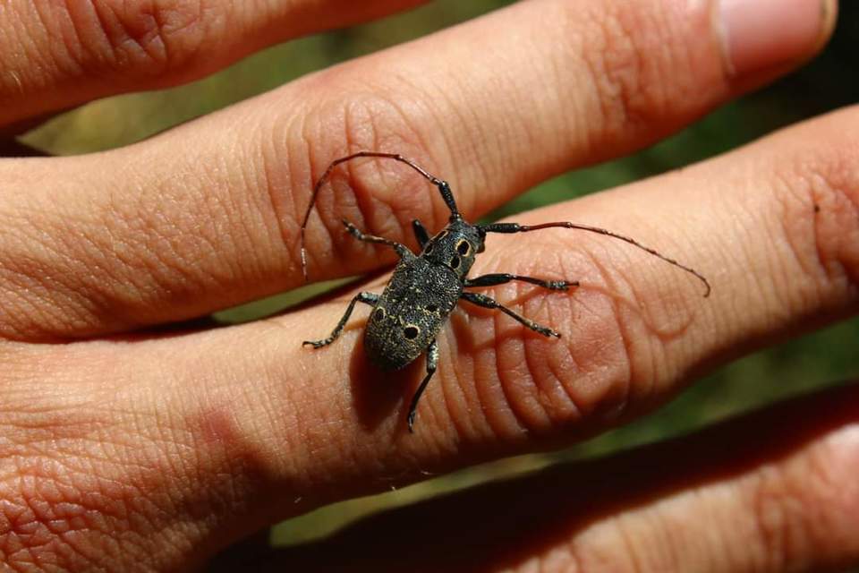 Mesosa curculionoides - szemfoltos cincér