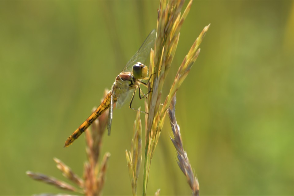 Sympetrum striolatum - harántsávos katona-szitakötő