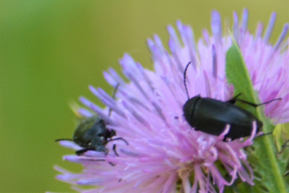 Podonta nigrita - szerecsenbogár