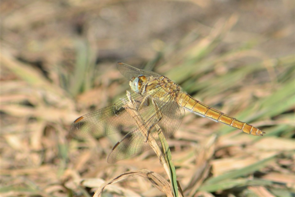 Orthetrum brunneum - pataki pásztorszitakötő