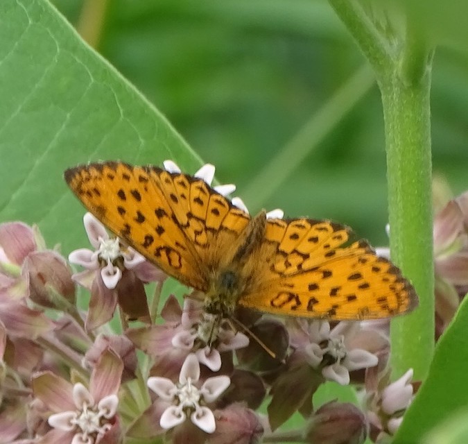 Brenthis daphne - málna-gyöngyházlepke
