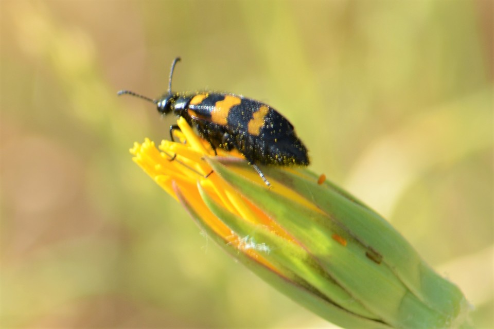 Mylabris variabilis - szalagos hólyaghúzó Mylabris variabilis - szalagos hólyaghúzó