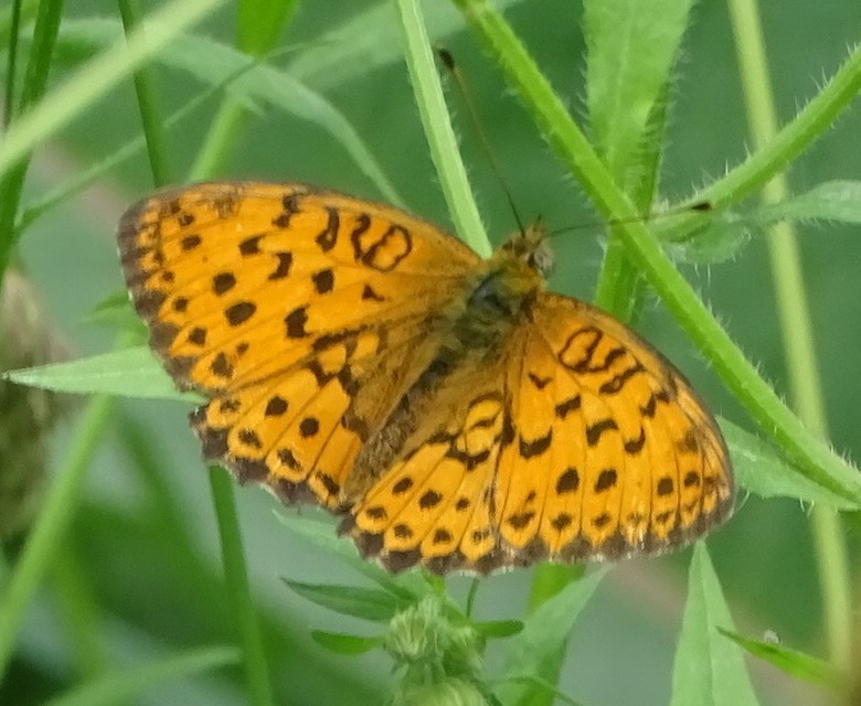 Brenthis daphne - málna-gyöngyházlepke