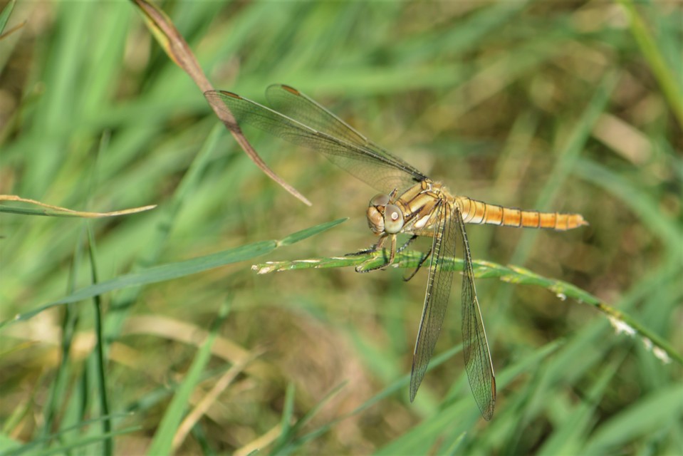 Orthetrum brunneum - pataki pásztorszitakötő