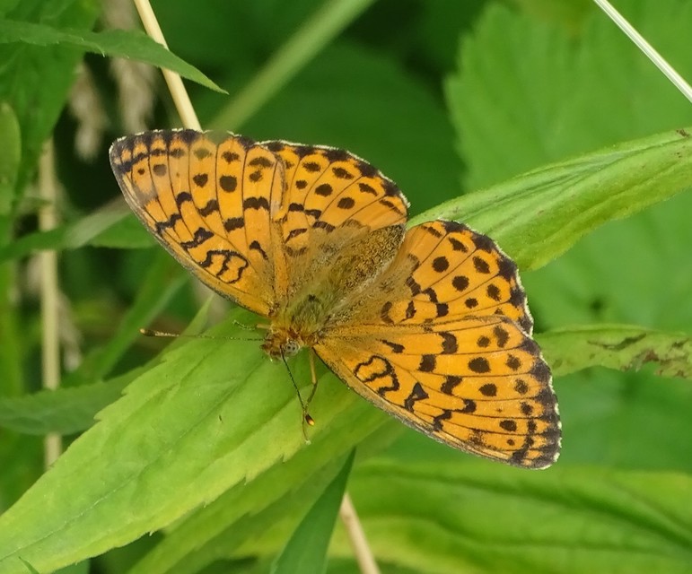 Brenthis daphne - málna-gyöngyházlepke