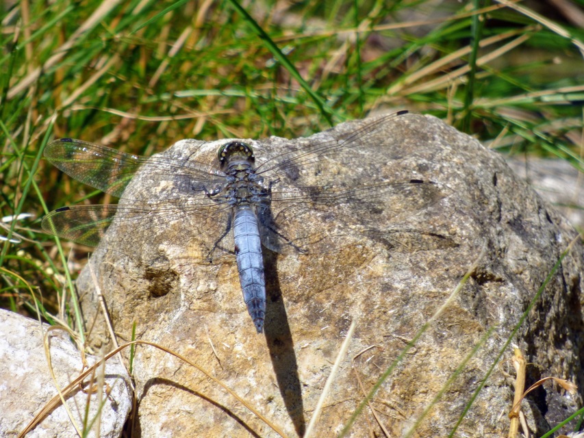 Orthetrum cancellatum - feketefarkú pásztorszitakötő