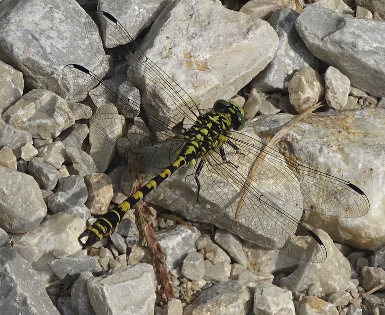 Onychogomphus forcipatus - gyűrűs folyami-szitakötő