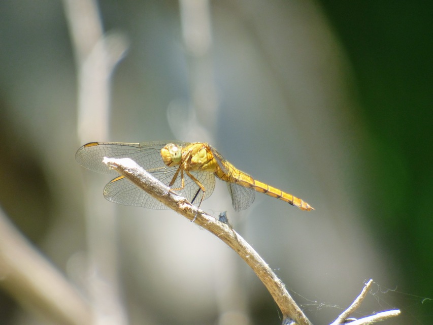 Orthetrum coerulescens - karcsú pásztorszitakötő