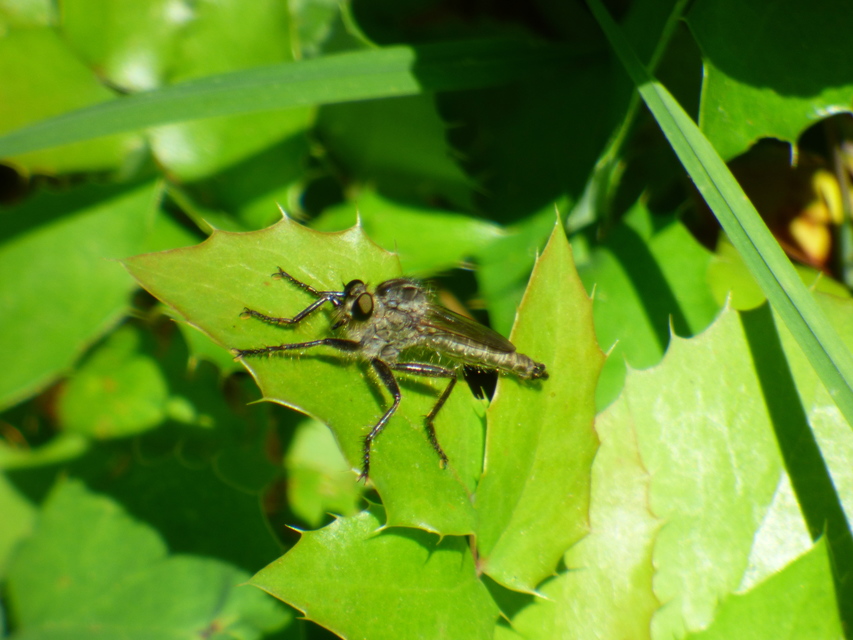 Asilinae