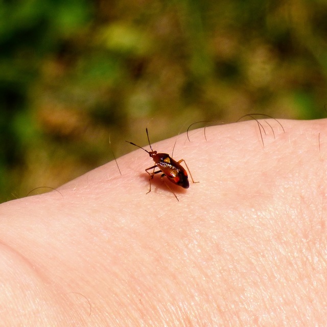Deraeocoris ruber - vöröses mezeipoloska