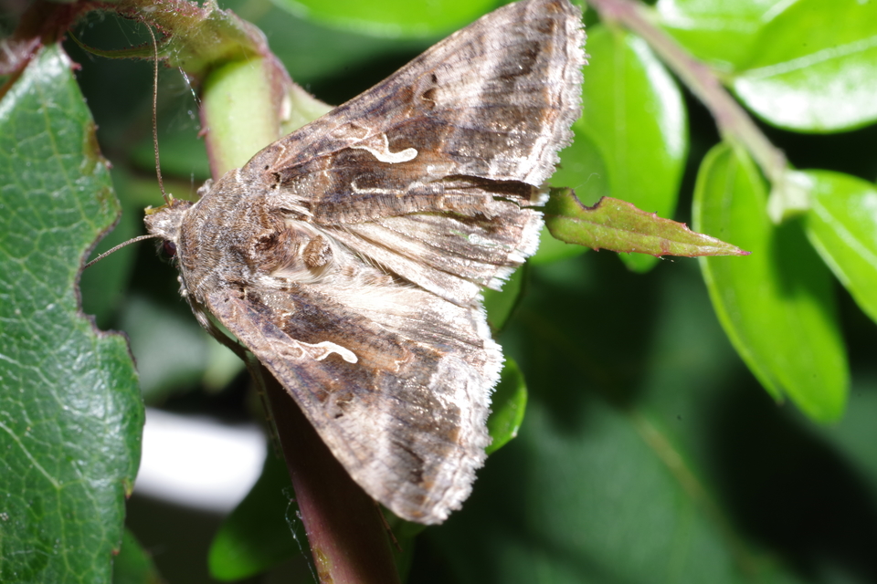 Autographa gamma - gammalepke