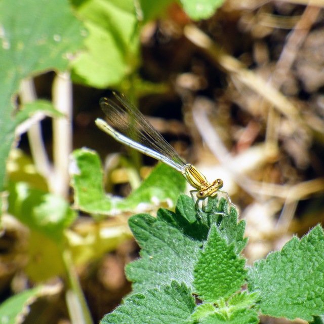 Platycnemis pennipes - széleslábú szitakötő