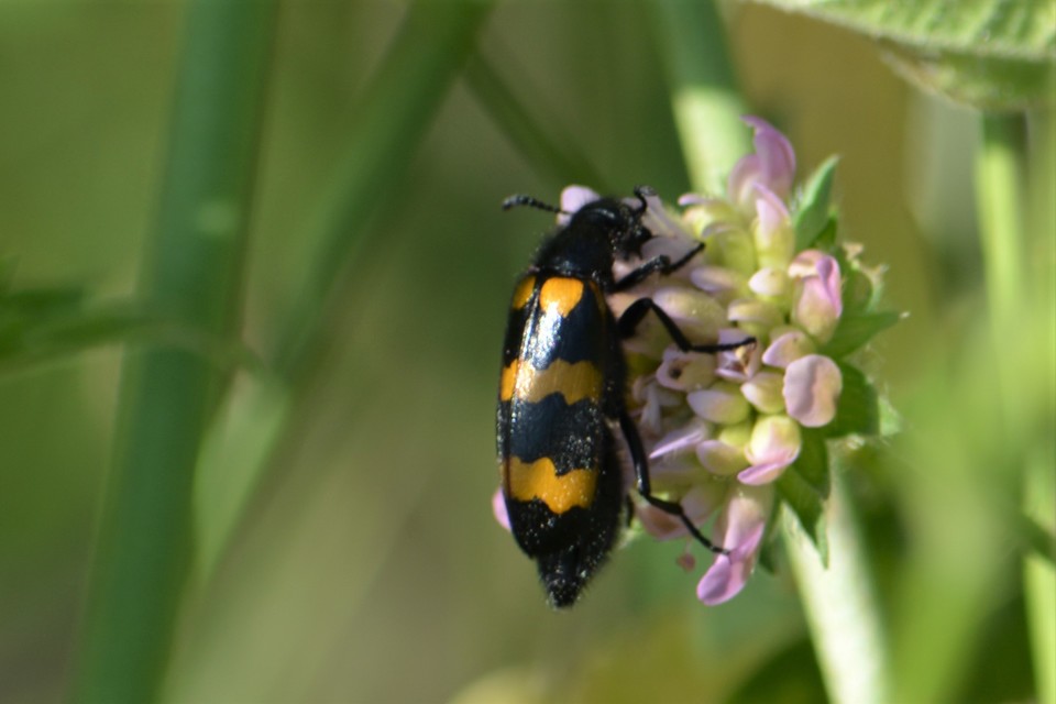 Mylabris variabilis - szalagos hólyaghúzó Mylabris variabilis - szalagos hólyaghúzó
