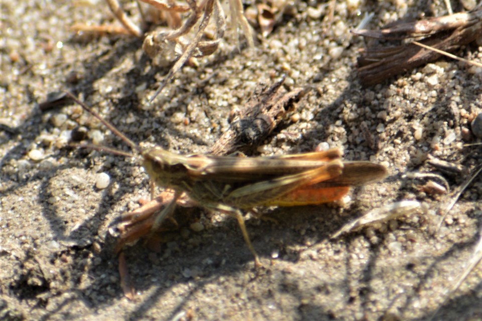Chorthippus brunneus - közönséges tarlósáska