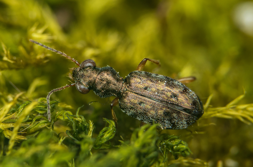 Asaphidion flavipes - közönséges sárfutó