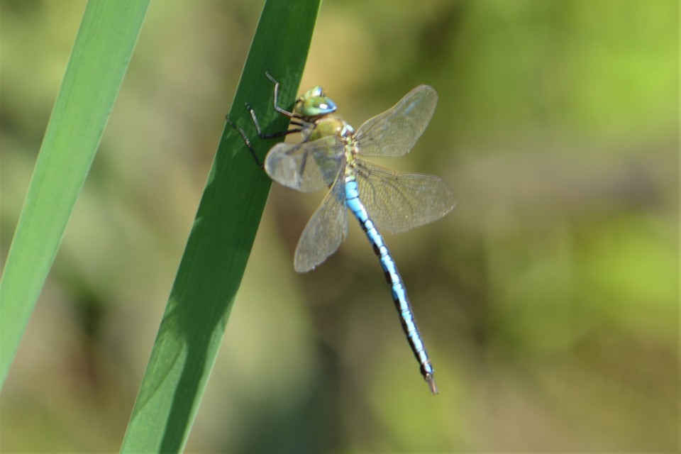 Anax imperator - zöld óriásacsa
