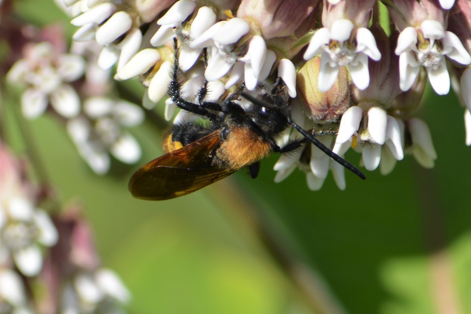 Megascolia maculata - óriás-tőrösdarázs