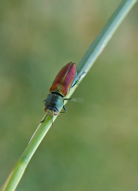 Anthaxia cichorii - katáng-virágdíszbogár