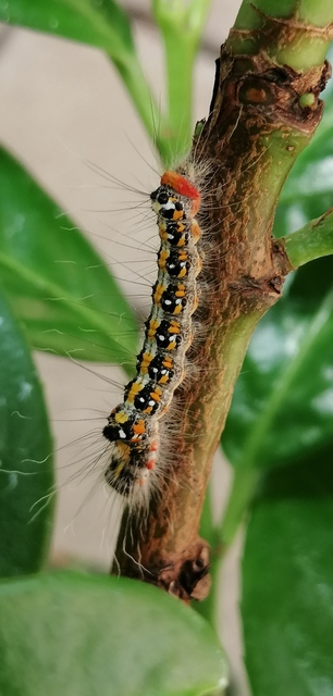 Acronicta tridens - barnás szigonyosbagoly
