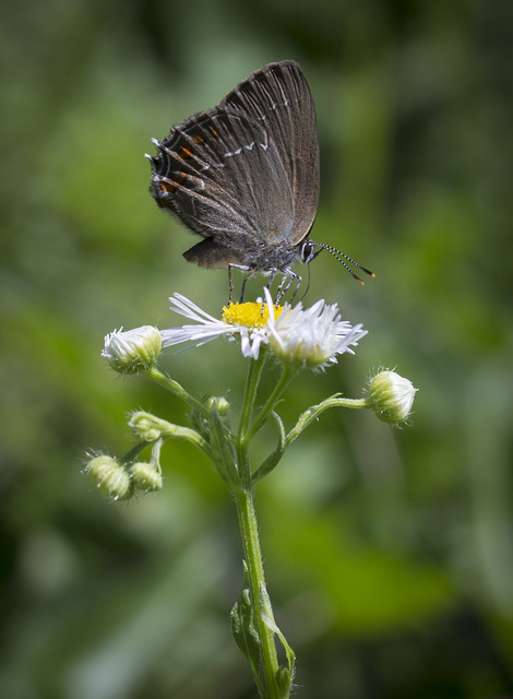 Satyrium ilicis - tölgyfa-csücsköslepke