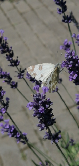 Pontia edusa - rezedalepke