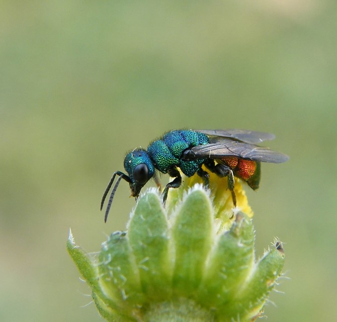 Hymenoptera - Hártyásszárnyúak