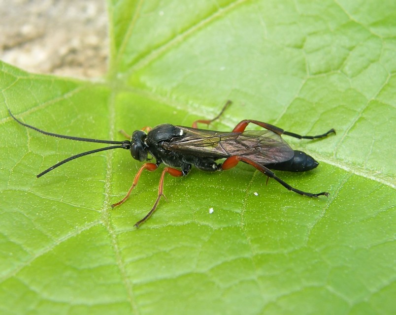 Hymenoptera - Hártyásszárnyúak