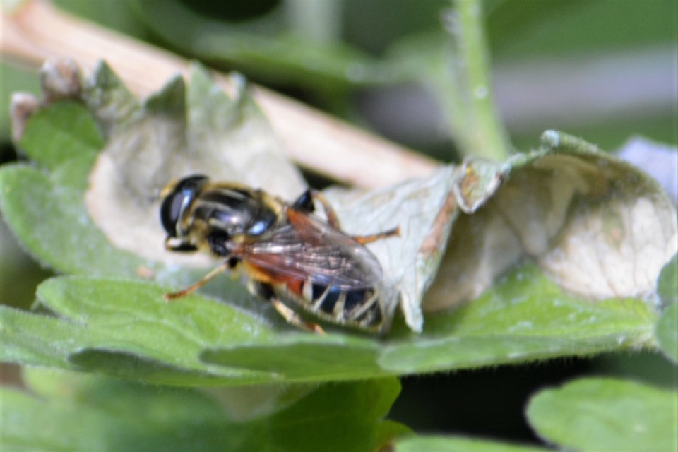 Merodon