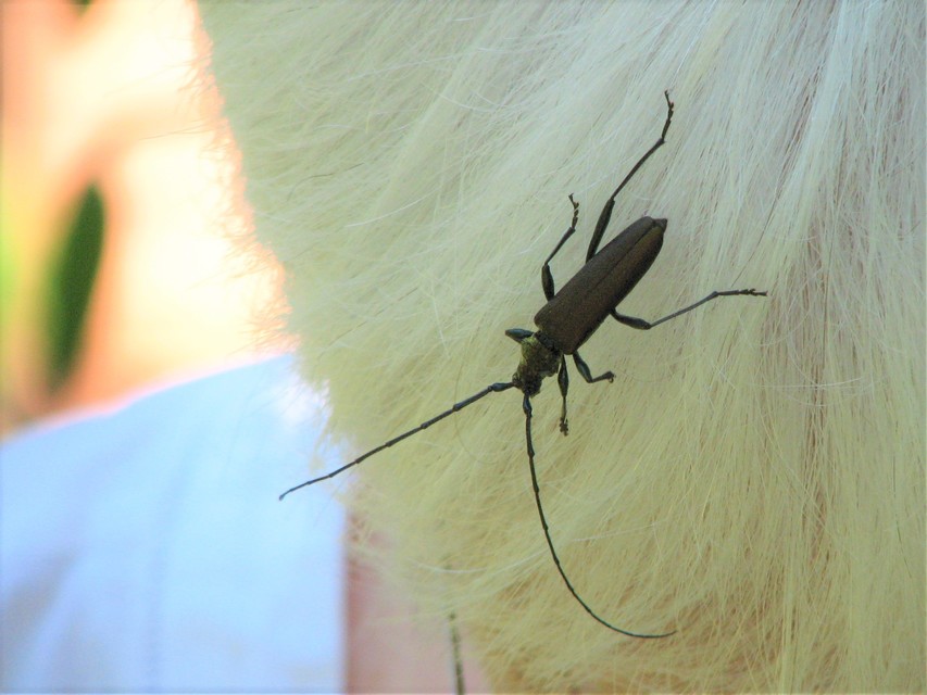Aromia moschata - pézsmacincér