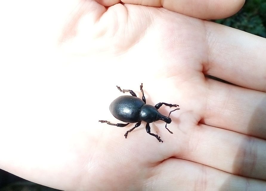 Liparus dirus - sujtár-szerecsenományos Liparus dirus - sujtár-szerecsenományos