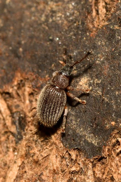 Brachysomus setiger - vastagcsápú gyepormányos Brachysomus setiger - vastagcsápú gyepormányos